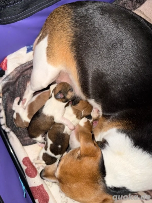 Zuckersüße Jack Russell Welpen