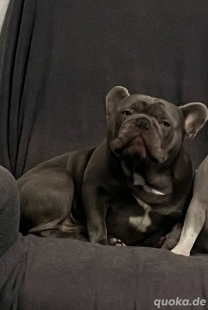 Deckrüde französiche Bulldogge
