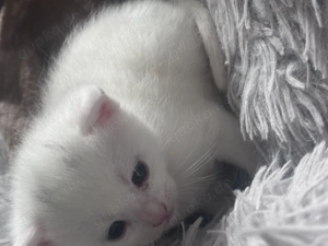 4 Süße Kitten suchen ein liebevolles Zuhause