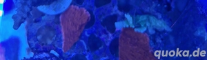 Montipora Ableger