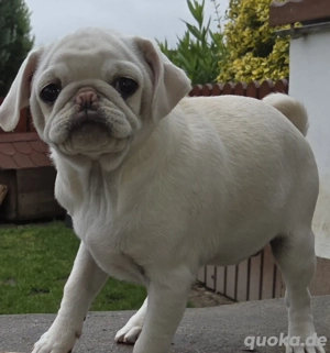 Mopsdame sucht Mensch fürs Leben