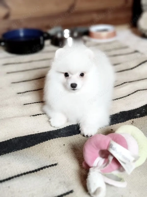 Pomeranian Zwergspitz