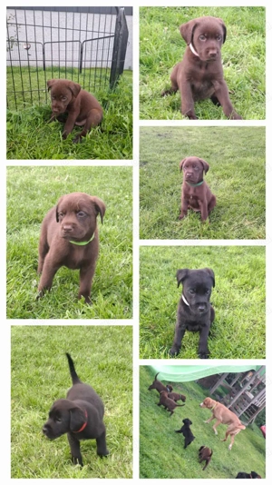 Labrador-Mischlingswelpen