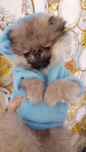 Zwergspitz Welpen in beste Hände abzugeben 