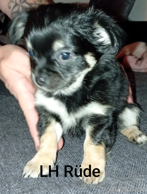 Chihuahua Pomchi Welpen  Bild 2