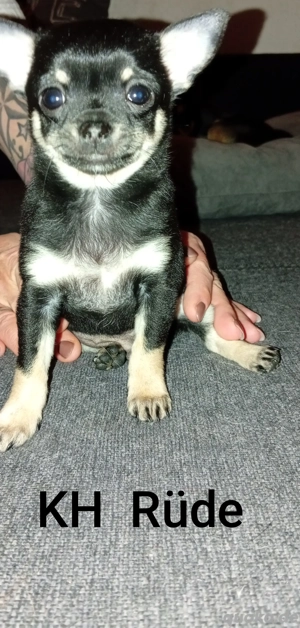 Chihuahua Pomchi Welpen  Bild 3
