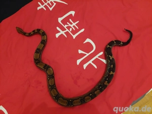 Boa nachzuchten von 2023 0.1Berry blood het VPI pink panter line