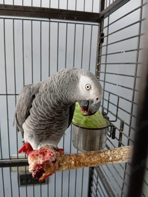 Papageien mit papiere