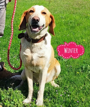Winter, absolute Traumhündin, gut erzogen, Save Bracke Mix