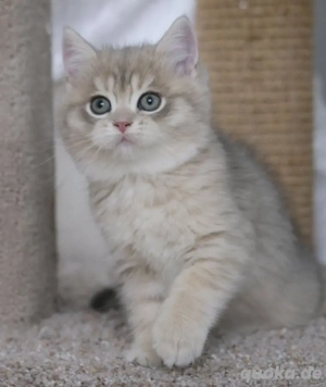 BKH-Kitten12 Wochen alt Mädchen abholbereit