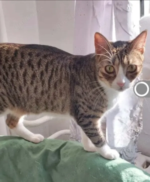 Lina - Freundliches Katzenmädel sucht ihre Familie