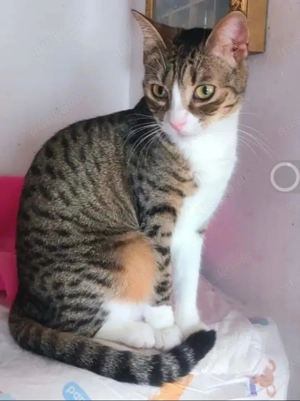 Lina - Freundliches Katzenmädel sucht ihre Familie