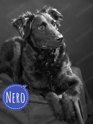 Nero, wunderschöner Junghund, Mudi   Kroatischer Schäferhund Mix
