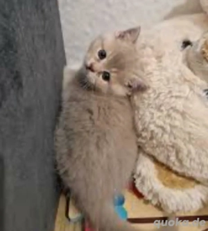 BKH-Kitten12 Wochen alt Mädchen abholbereit 