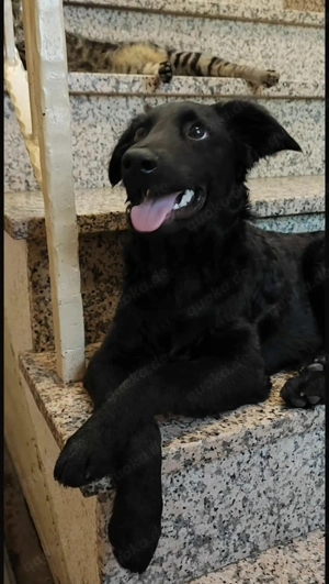 Nero, wunderschöner Junghund, Mudi   Kroatischer Schäferhund Mix Bild 3