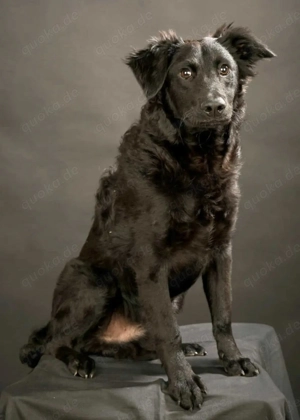 Nero, wunderschöner Junghund, Mudi   Kroatischer Schäferhund Mix Bild 2