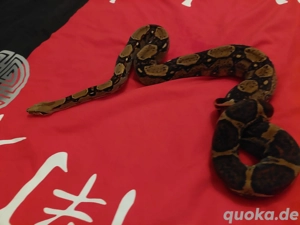 Weihnachtes Aktion nachzuchten von 2023 aus der Berry Blood het vpi pink panter line. Bild 2