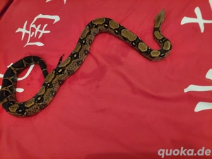 Weihnachtes Aktion nachzuchten von 2023 aus der Berry Blood het vpi pink panter line. Bild 3