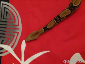 Boa nachzuchten von 2023 aus der Berry Blood het vpi pink panter line.