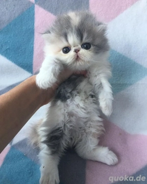 Perser kätzchen