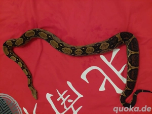 Weihnachtes Aktion nachzuchten von 2023 aus der Berry Blood het vpi pink panter line. Bild 5