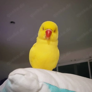 Blaue und gelbe Halsbandsittiche zur Adoption.