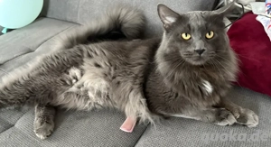 Maine Coon Deckkater. KEIN VERKAUF ! Kein Stammbaum