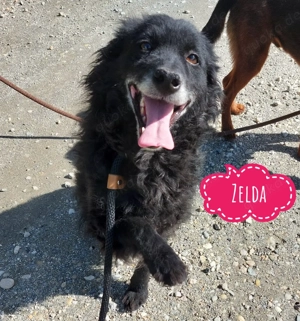 Zelda, sanfte, liebe und wunderschöne Mischlingshündin, Mudi   Kroatischer Schäferhund