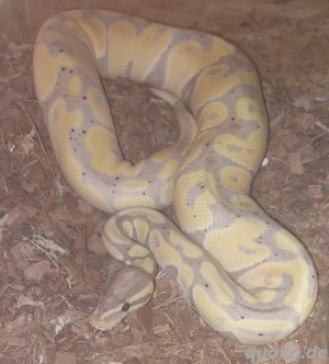 0.1 Banana Enchi double het. Clown Pied