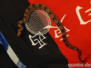 Boa nachzuchten von Berry Blood het vpi pink panter line.