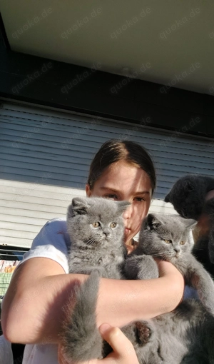 Bkh katzenin zum Verkauf