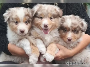 Australian Shepherd Welpen, ASCA Papiere, Abgabebereit