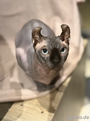 Canadian Sphynx Elf Kater - Nacktkatze