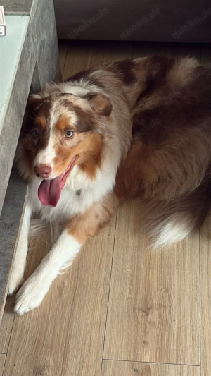 Mini Australien Shepherd Hündin mit Papiere