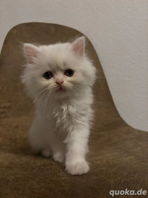 Zwei süße Perserkatzen suchen ein neues Zuhause   