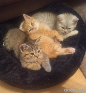 Zuckersüße BKH Kitten 