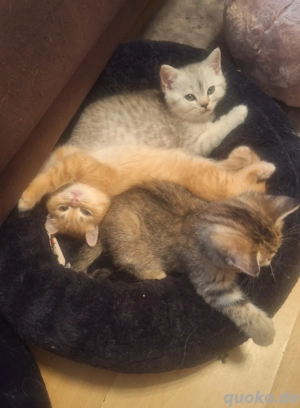 Zuckersüße BKH Kitten 