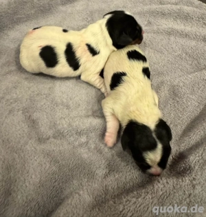 Zwei süße Welpen (Rüden) suchen liebevolles Zuhause ab 12.12.