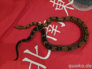 Boa nachzuchten von 2023aus der Berry Blood het vpi pink panter line.