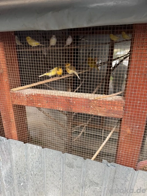 verschiedene Kanarienvögel 