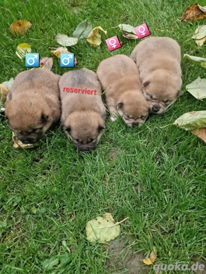 Shiba Inu Welpen,reinrassig