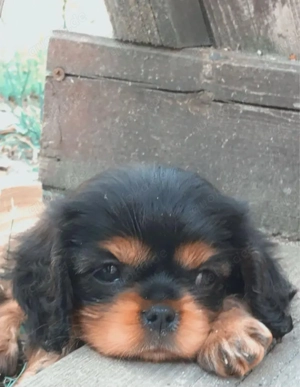 Cavalier King Charles Spaniel Welpen