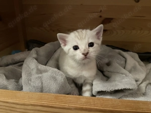 Reinrassiger Bengalkater Silver Seal Lynx Point mit Stammbaum