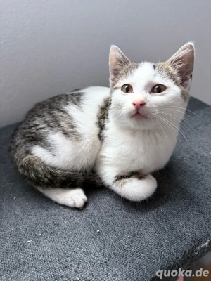 Kleines Kätzchen sucht ein Zuhause