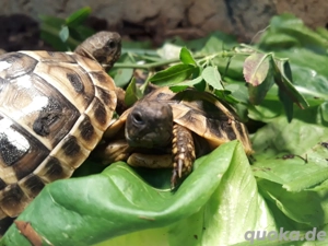 Junge Schildkröten aus 2024 und 2025