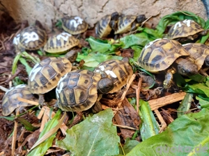 Junge Schildkröten aus 2024 und 2025 Bild 2
