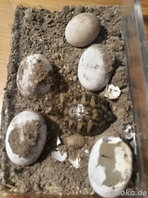 Junge Schildkröten aus 2024 und 2025 Bild 3