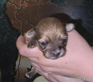 Chihuahua- Shih Tzu Welpen