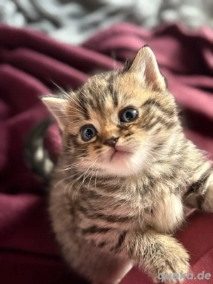 BKH Britisch Kurzhaar Kitten noch ein Kater frei