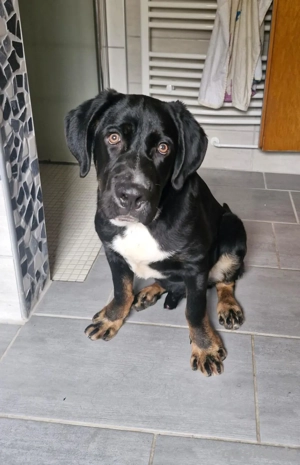 Janosh, hübscher Cane Corso Mischlingsrüde 